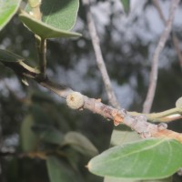 Ficus mollis Vahl